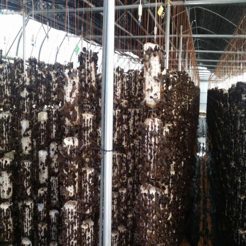 설악산목이버섯,(강원we)설악산초록농장  건목이버섯(100g)